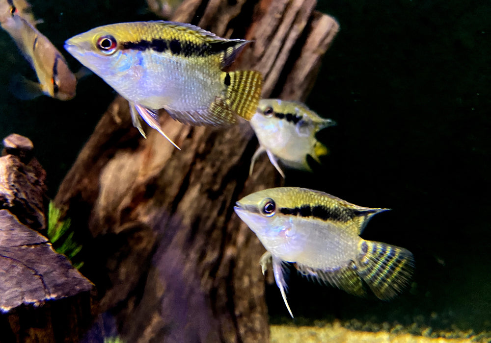 Flaggenbuntbarsch - Mesanauta festivus