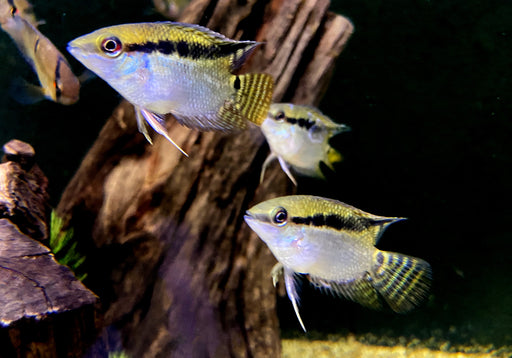 Flaggenbuntbarsch - Mesanauta festivus