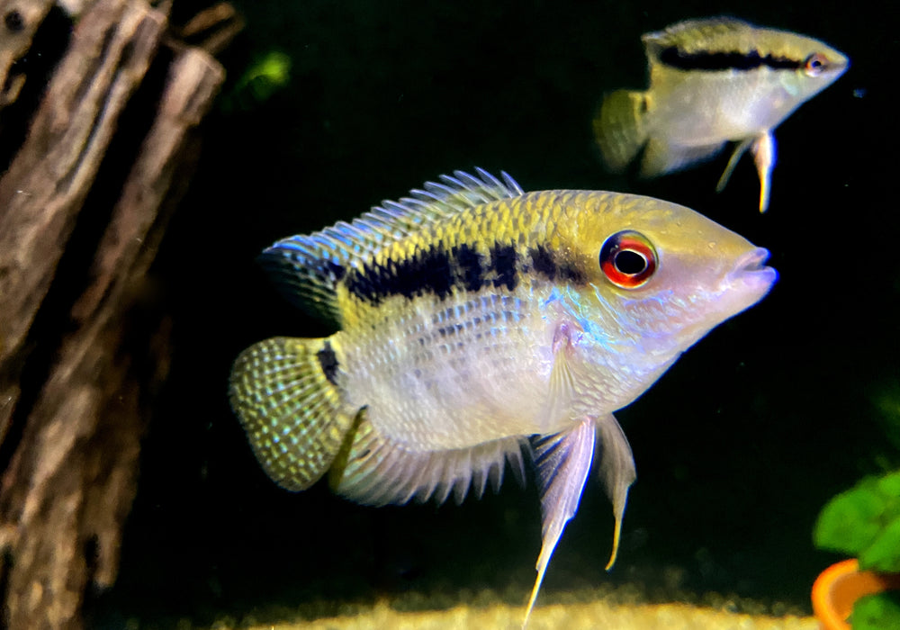 Flaggenbuntbarsch - Mesanauta festivus