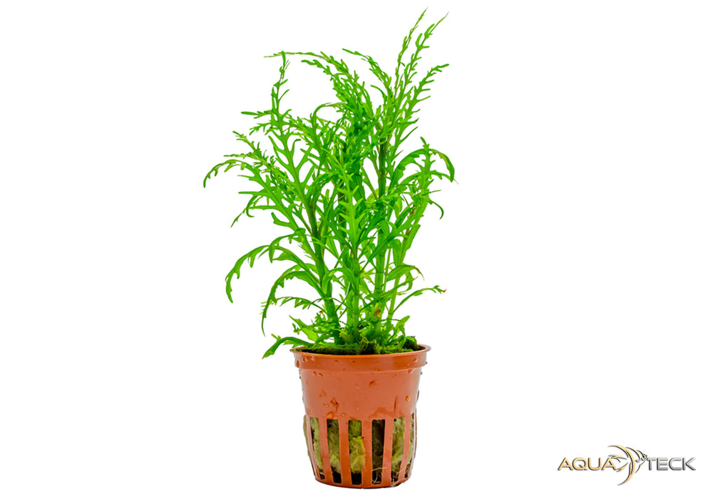 Hygrophila odora 'difformis'