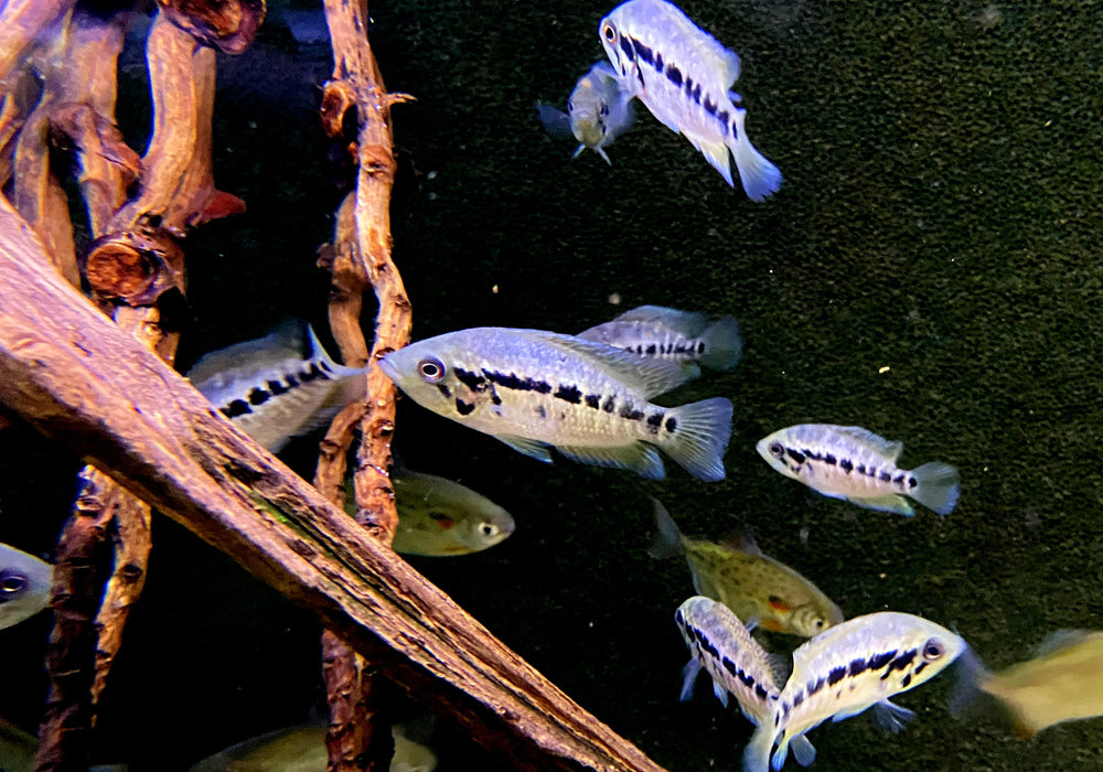 Friedrichsthals Buntbarsch - Parachromis friedrichsthali