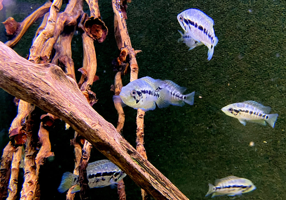 Friedrichsthals Buntbarsch - Parachromis friedrichsthali