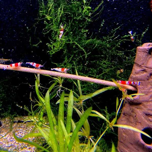 Garnelen Sticks Fischfutter trocken