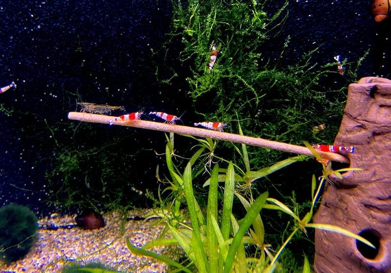 Garnelen-Sticks / Shrimp-Sticks