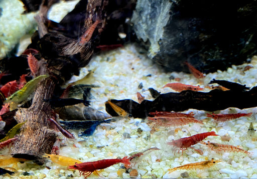 Garnelen MIX - Neocaridina davidi 'Farb-Mix'