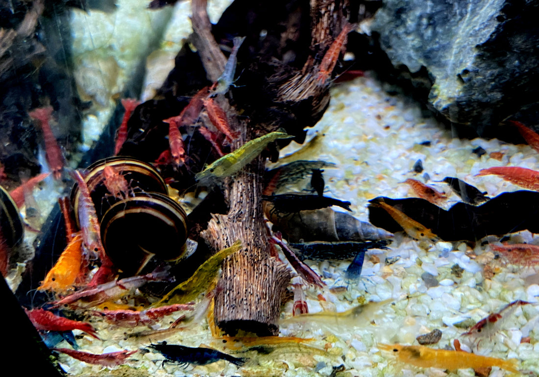 Garnelen MIX - Neocaridina davidi 'Farb-Mix'