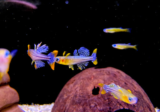 Geflecktes Blauauge - Pseudomugil gertrudae