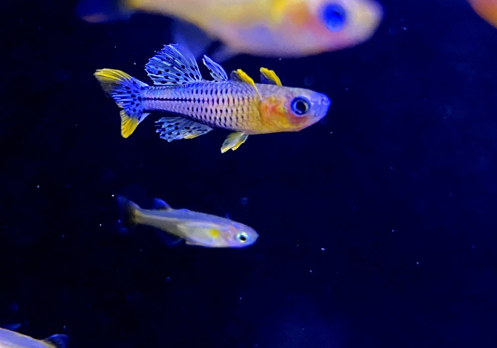 Geflecktes Blauauge - Pseudomugil gertrudae