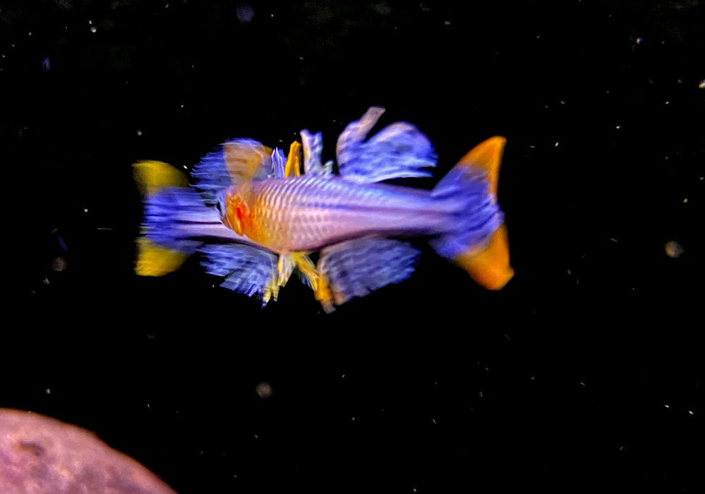 Geflecktes Blauauge - Pseudomugil gertrudae