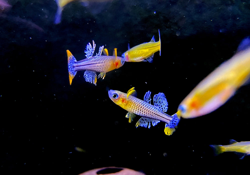 Geflecktes Blauauge - Pseudomugil gertrudae