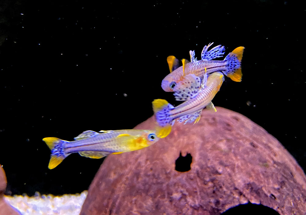 Geflecktes Blauauge - Pseudomugil gertrudae