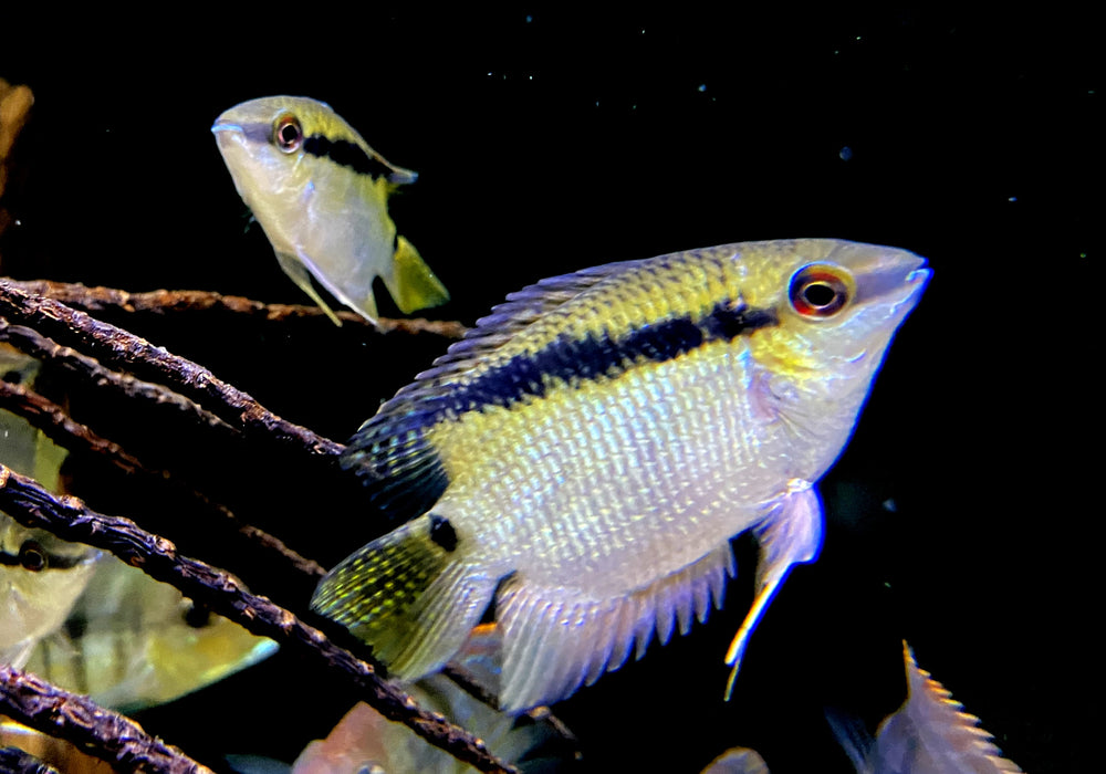 Gelber Flaggenbuntbarsch - Mesanauta sp. RIO INIRIDA