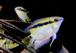 Gelber Flaggenbuntbarsch - Mesanauta sp. RIO INIRIDA