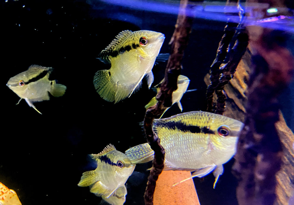 Gelber Flaggenbuntbarsch - Mesanauta sp. RIO INIRIDA