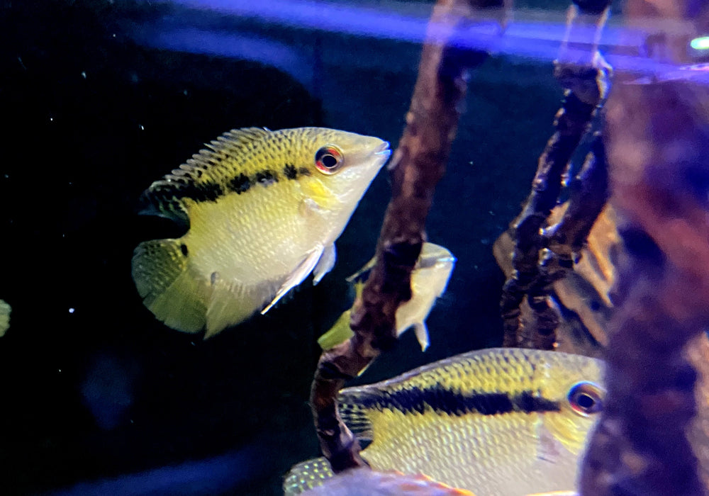 Gelber Flaggenbuntbarsch - Mesanauta sp. RIO INIRIDA