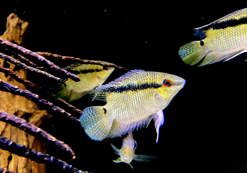 Gelber Flaggenbuntbarsch - Mesanauta sp. RIO INIRIDA