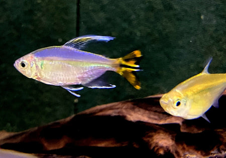 Gelber Kongosalmler - Alestopetersius caudalis image