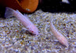 Gemalter Schwielenwels Albino - Hoplosternum thoracatum 