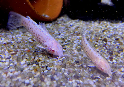 Gemalter Schwielenwels Albino - Hoplosternum thoracatum 
