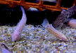 Gemalter Schwielenwels Albino - Hoplosternum thoracatum 