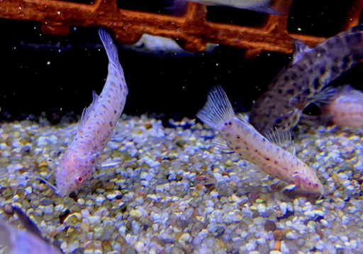 Gemalter Schwielenwels Albino - Hoplosternum thoracatum 