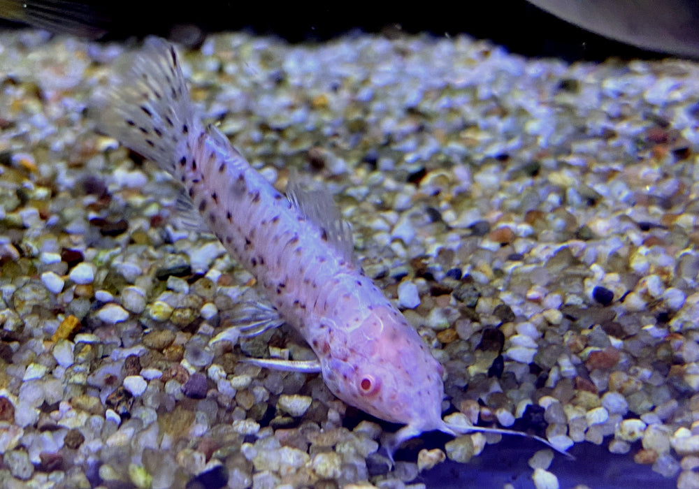 Gemalter Schwielenwels Albino - Hoplosternum thoracatum 