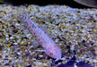 Gemalter Schwielenwels Albino - Hoplosternum thoracatum 