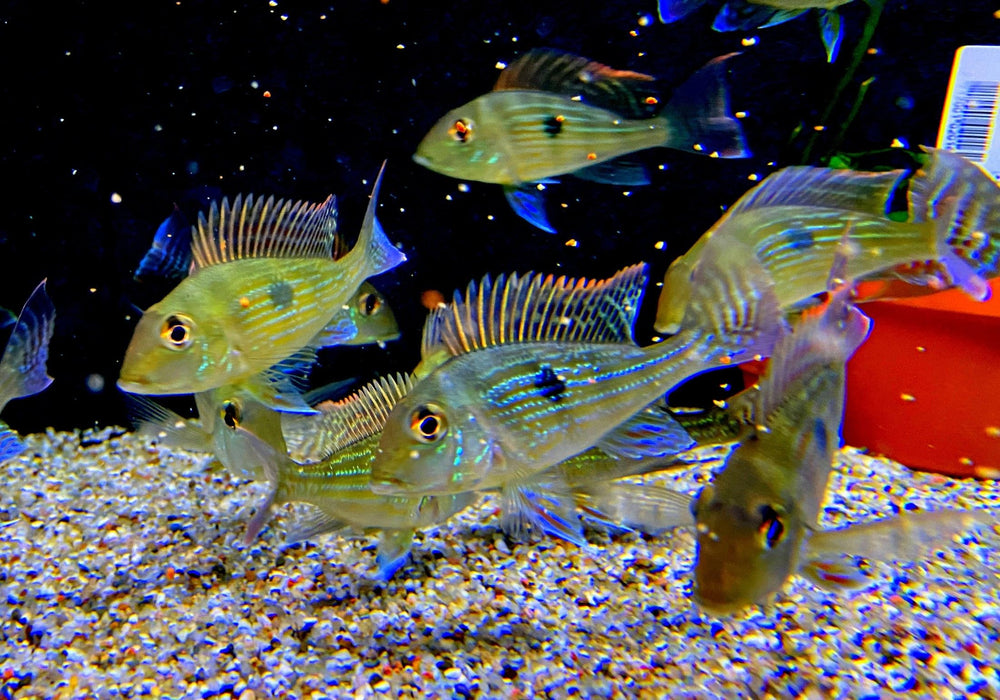 Svens Erdfresser M "Rio Araguaia" - Geophagus sveni aqua-teck