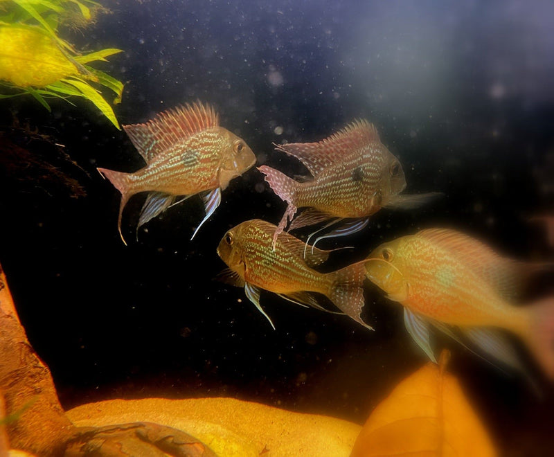 Svens Erdfresser M "Rio Araguaia" - Geophagus sveni aqua-teck