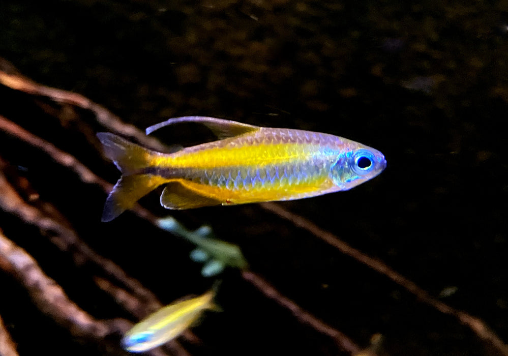 Goldener Kongosalmler (WF) - Phenacogrammus aurantiacus