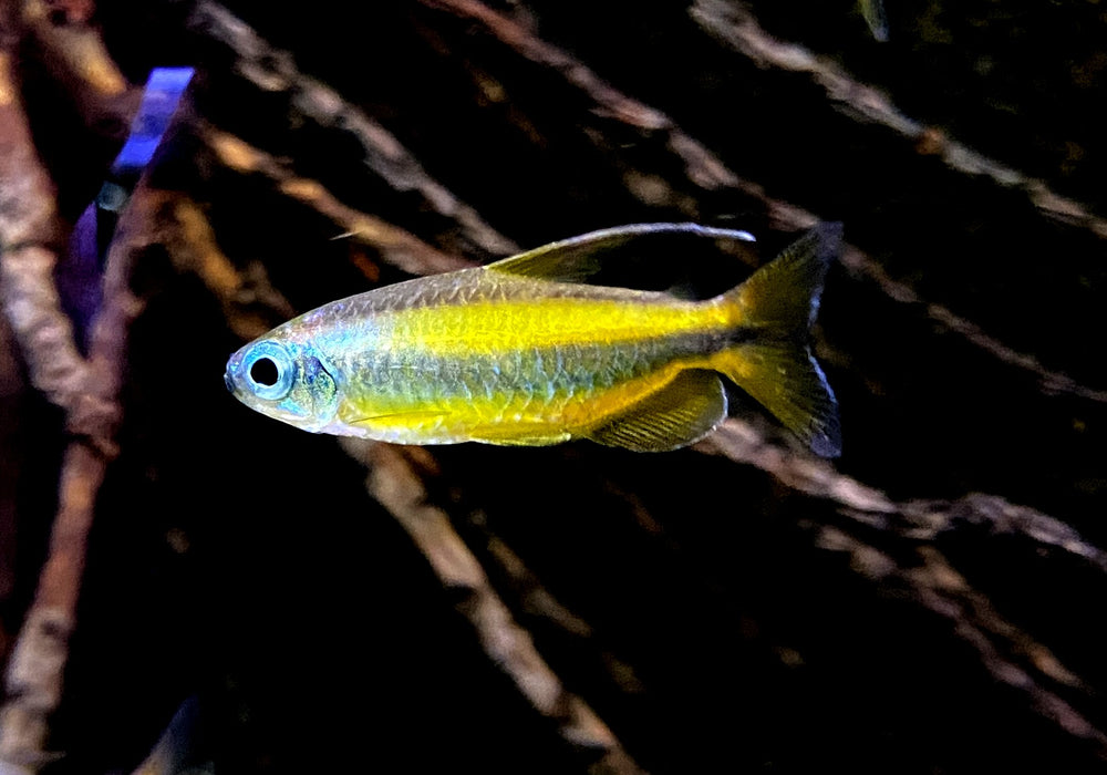 Goldener Kongosalmler (WF) - Phenacogrammus aurantiacus