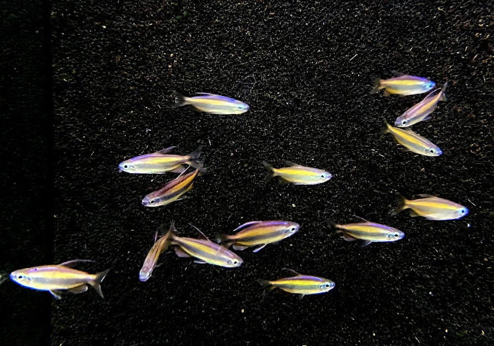 Goldener Kongosalmler (WF) - Phenacogrammus aurantiacus