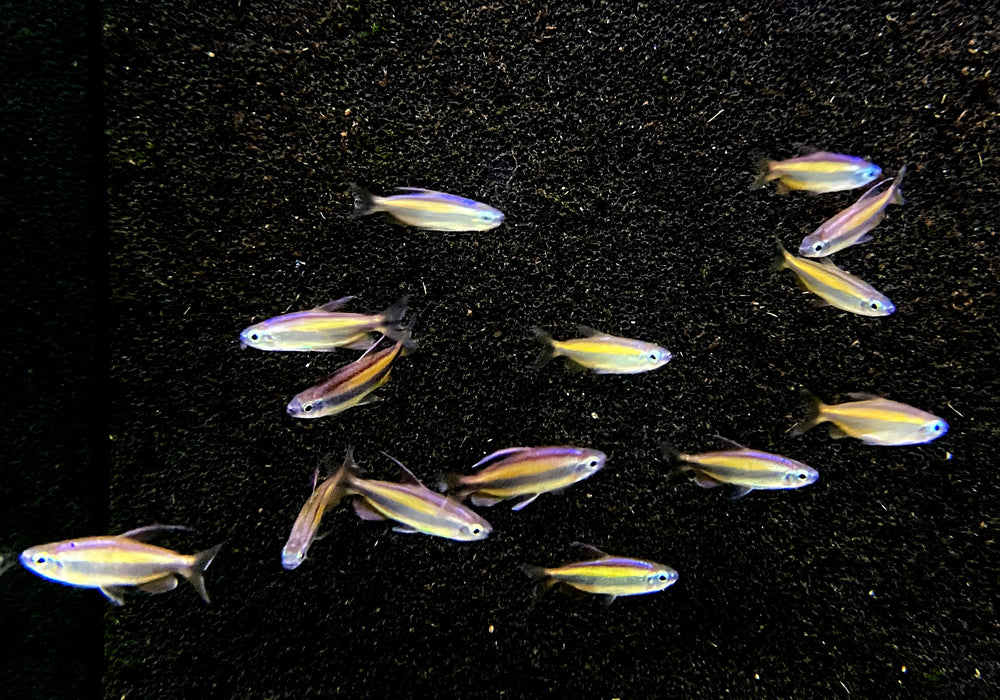 Wieder da - Goldener Kongosalmler (WF) - Phenacogrammus aurantiacus