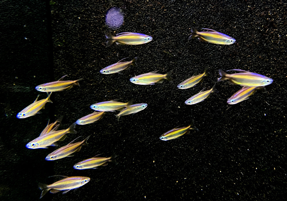 Wieder da - Goldener Kongosalmler (WF) - Phenacogrammus aurantiacus