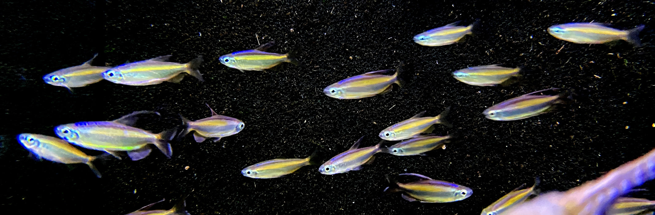 Wieder da - Goldener Kongosalmler (WF) - Phenacogrammus aurantiacus