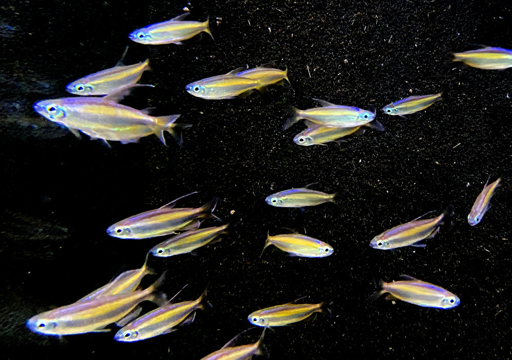 Wieder da - Goldener Kongosalmler (WF) - Phenacogrammus aurantiacus