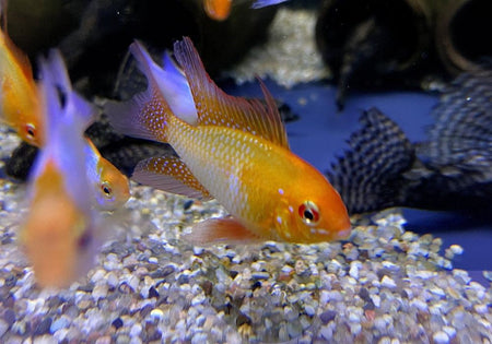 Schmetterlingsbuntbarsch 