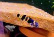 zzz_Goldringelgrundel - Brachygobius doriae aqua-teck