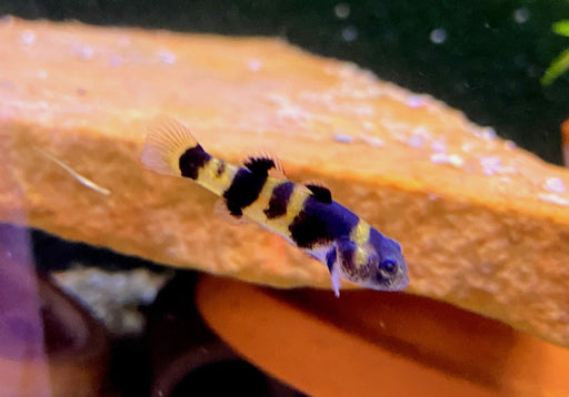 zzz_Goldringelgrundel - Brachygobius doriae aqua-teck