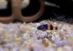 zzz_Goldringelgrundel - Brachygobius doriae aqua-teck