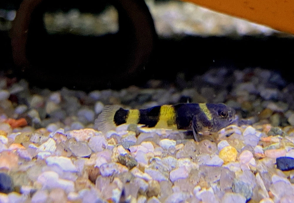 zzz_Goldringelgrundel - Brachygobius doriae aqua-teck