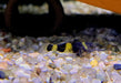 zzz_Goldringelgrundel - Brachygobius doriae aqua-teck