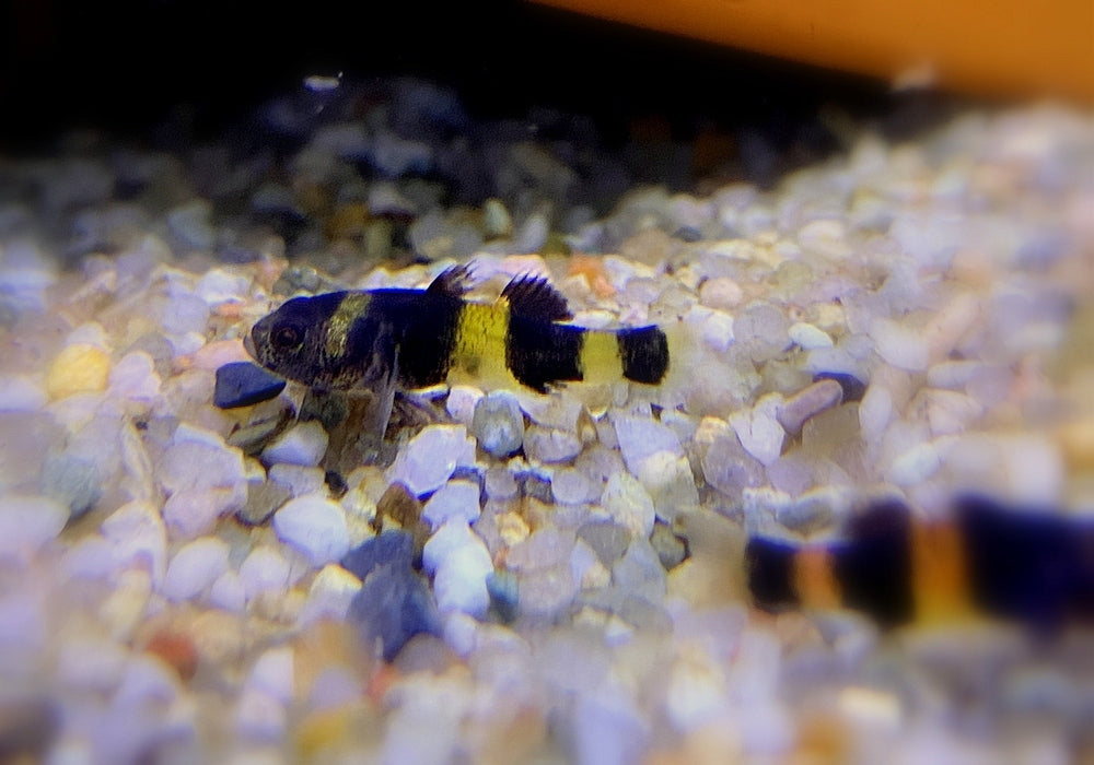 zzz_Goldringelgrundel - Brachygobius doriae aqua-teck
