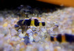 zzz_Goldringelgrundel - Brachygobius doriae aqua-teck