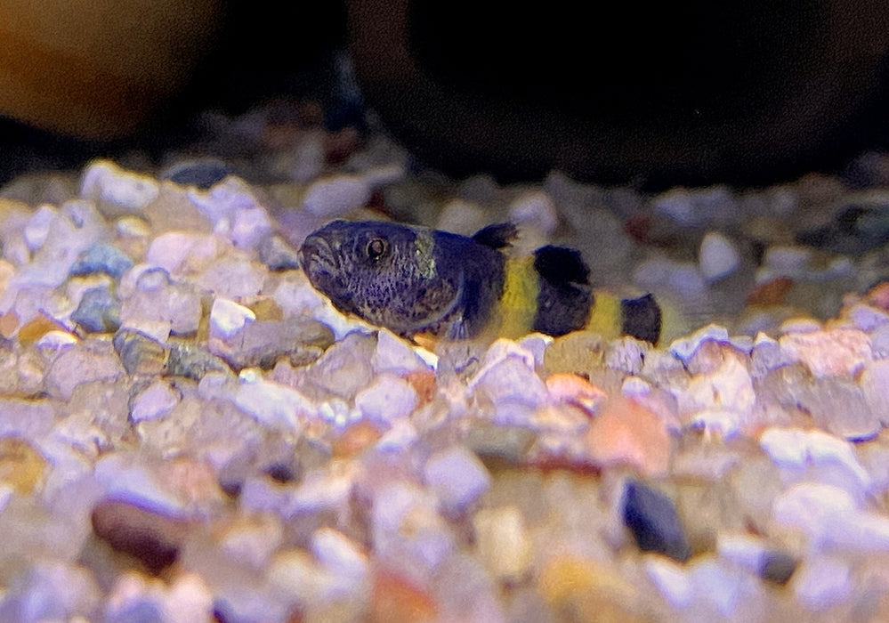 zzz_Goldringelgrundel - Brachygobius doriae aqua-teck