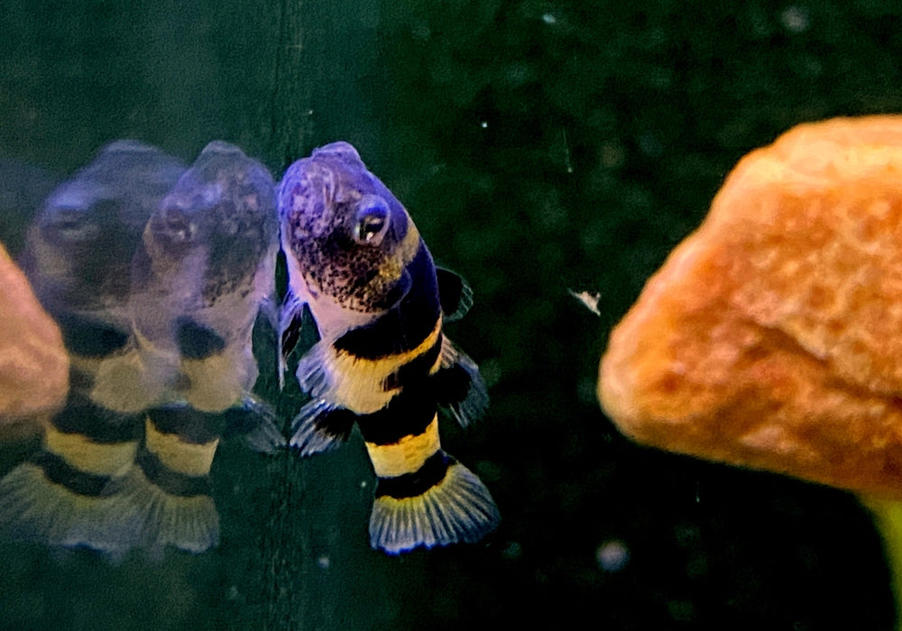 zzz_Goldringelgrundel - Brachygobius doriae aqua-teck
