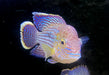 Goldsaumbuntbarsch - Aequidens rivulatus
