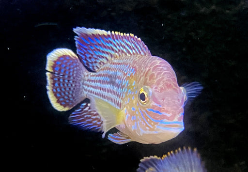 Goldsaumbuntbarsch - Aequidens rivulatus