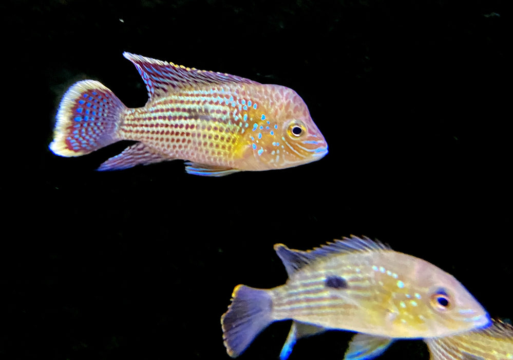Goldsaumbuntbarsch - Aequidens rivulatus