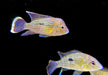 Goldsaumbuntbarsch - Aequidens rivulatus